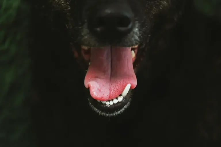 dogs teeth 2023 11 27 05 06 48 utc